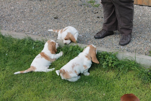 Des Ombres D'einstein - Basset Hound - Portée née le 08/04/2012