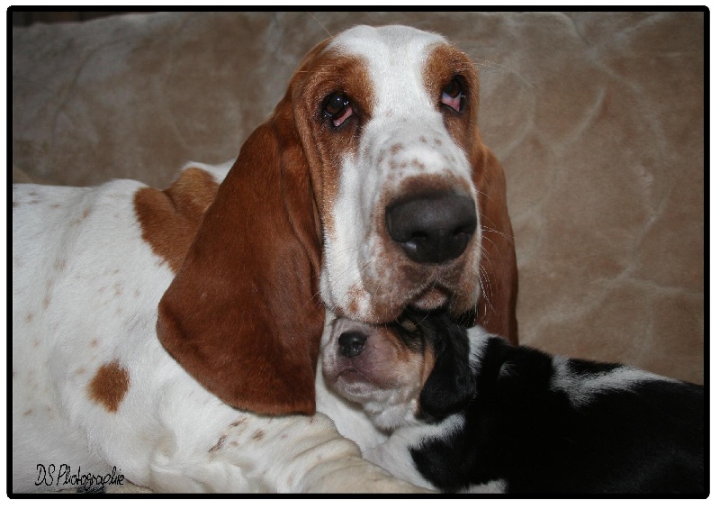 Des Ombres D'einstein - Basset Hound - Portée née le 15/11/2012