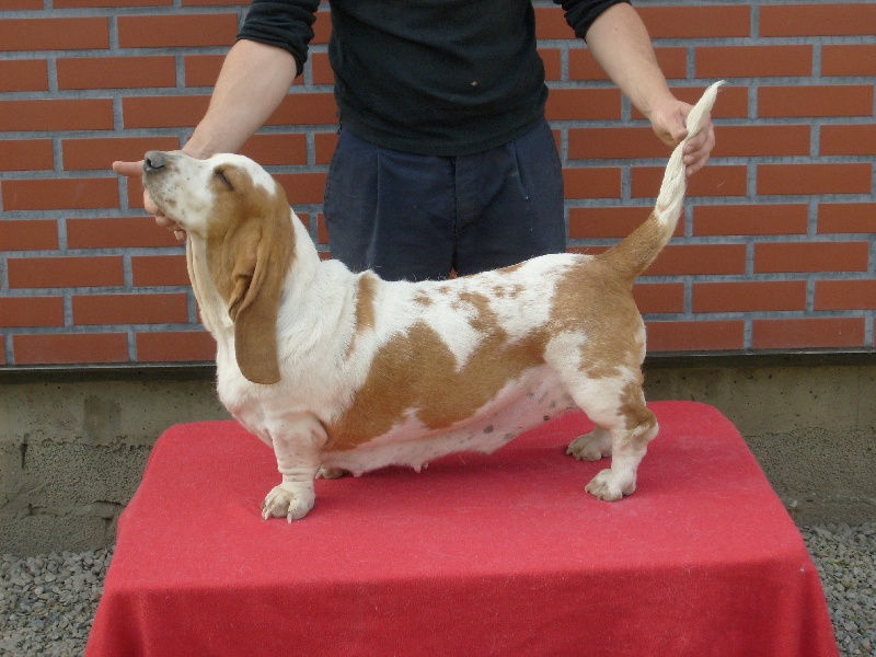 Bimbo du Lac Sacre D'Amon