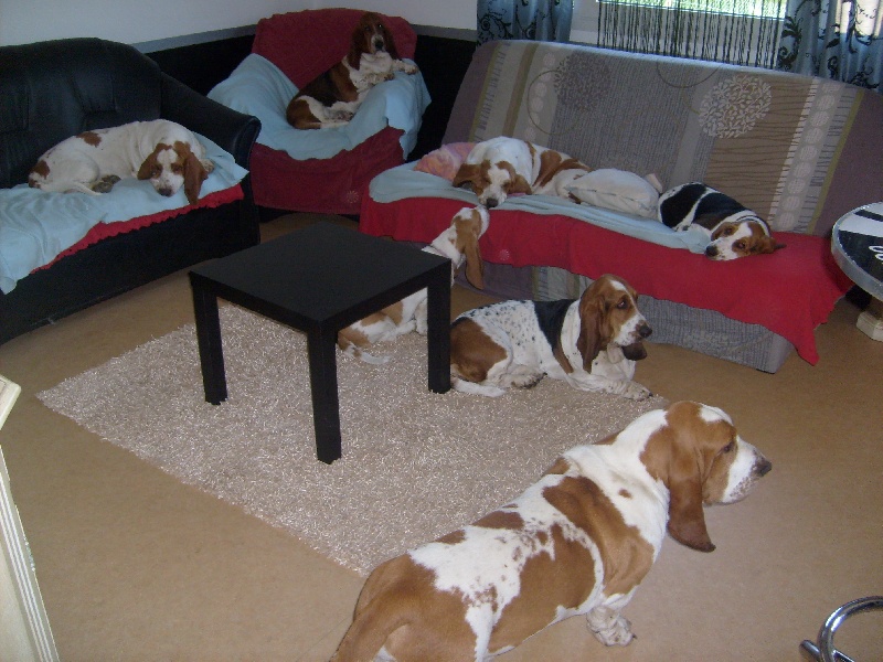 album photos de nos hounds