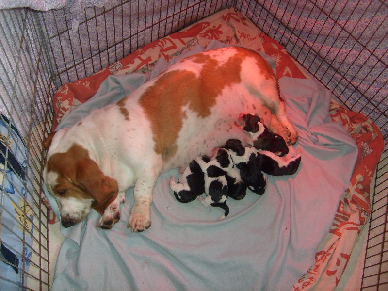 chiots bimbo 2011