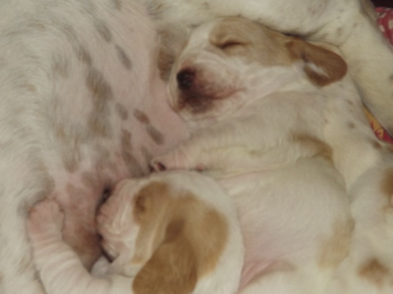 chiots lolita bumbo