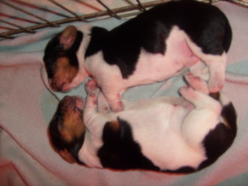 chiots caraibe 2011