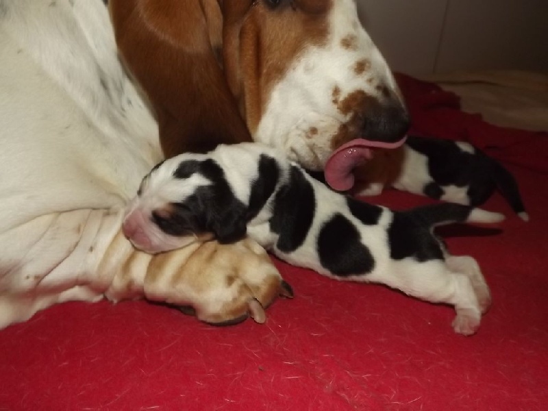 Chiot Basset Hound Des Ombres D'einstein