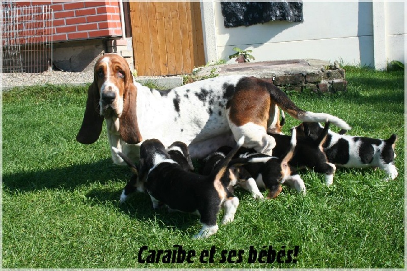 Des Ombres D'einstein - Basset Hound - Portée née le 28/08/2011
